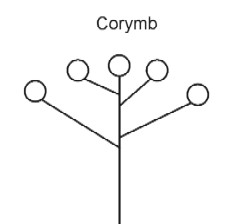 Corymb